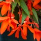 Begonia Bossa Nova "Orange" - во саксија Ø18